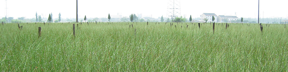 イグサの生産風景